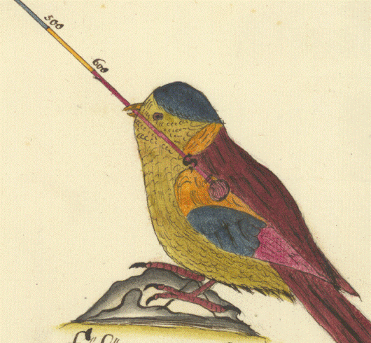 En liten fågel håller skalstocken i sin näbb.